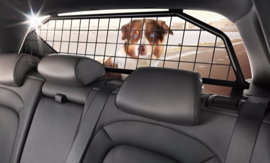 Dog sitting in car boot
