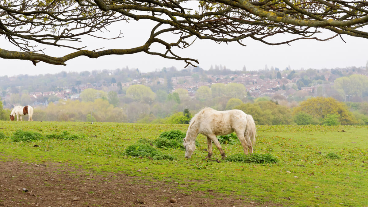Sutton Park in West Bromwich