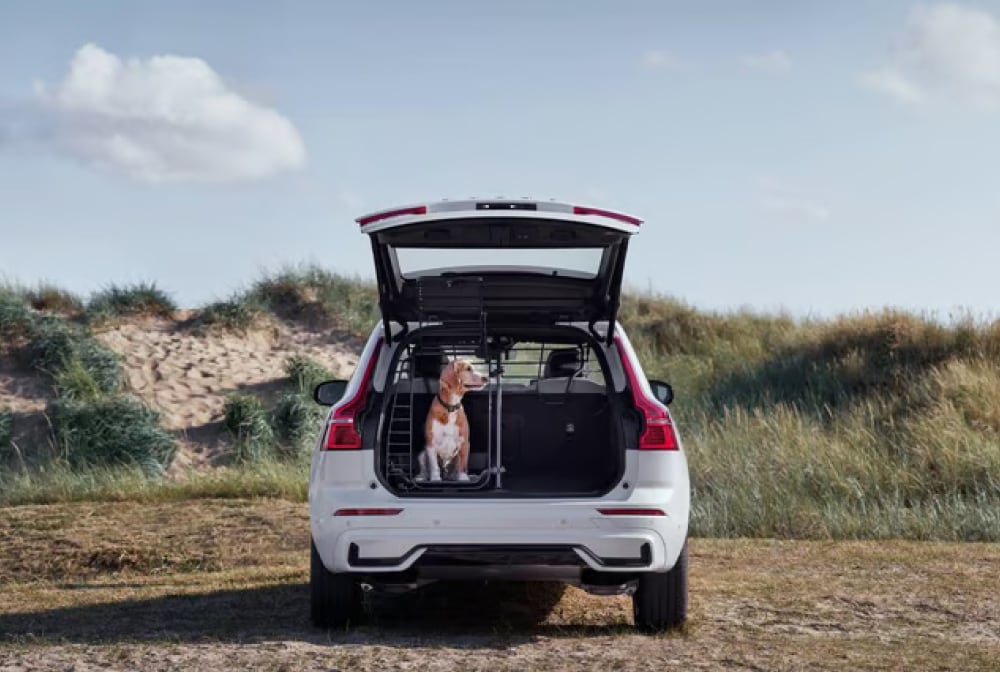 Rear view of Volvo vehicle with boot opened and dog inside